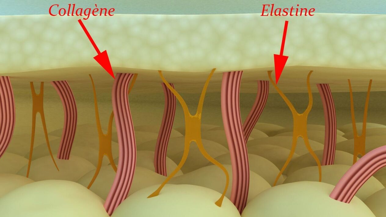 Kolagjeni dhe elastina - proteinat strukturore të lëkurës